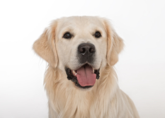 Ike vom Jadegold, Therapiehund Ike vom Jadegold, Therapiehund