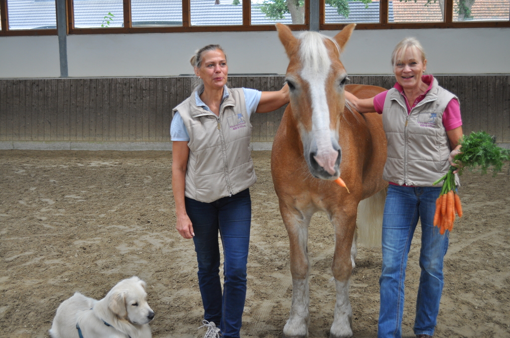 Tierbegleitende Therapie  Therapie Insel