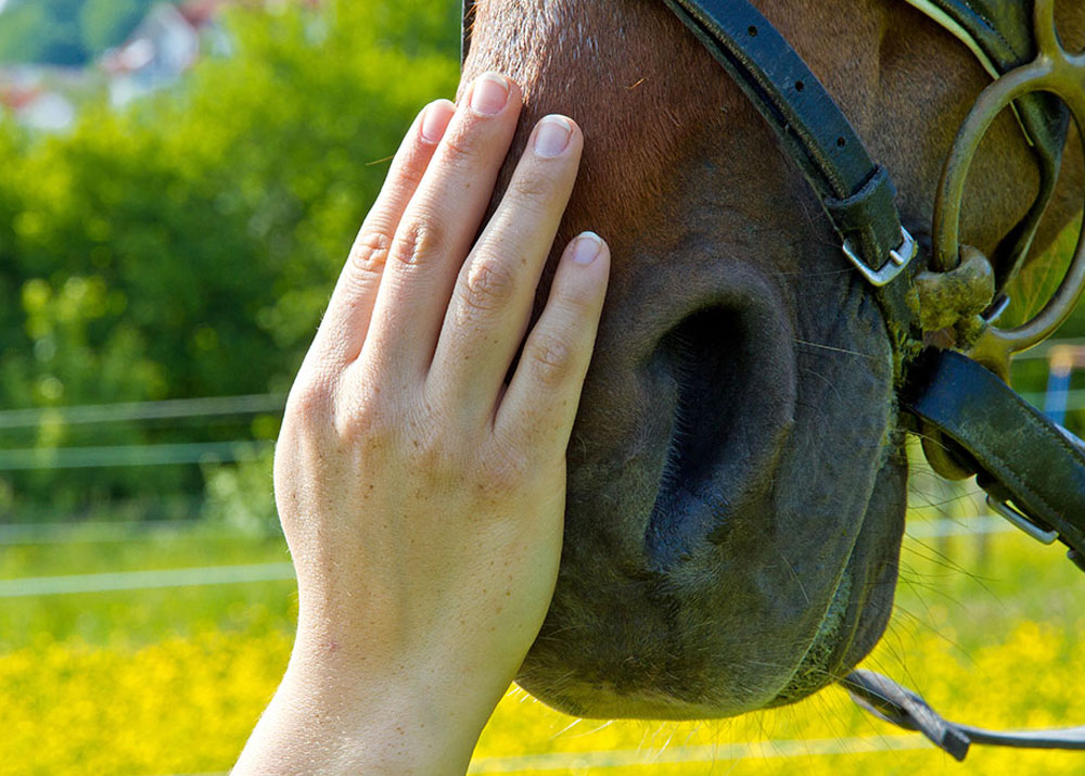 Tierbegleitende Therapie